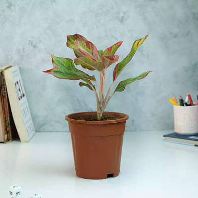 Aglaonema Red Lipstick Plant With Nursery Pot image