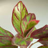 Aglaonema Red Lipstick Plant With Nursery Pot