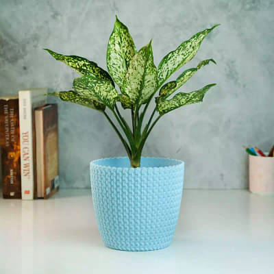 Aglaonema Snow White Plant With Textured Pot image