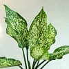 Aglaonema Snow White Plant With Textured Pot