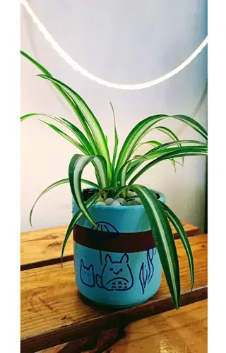 Chlorophytum (Spider Plant) In Hand Painted Terracotta Pot image