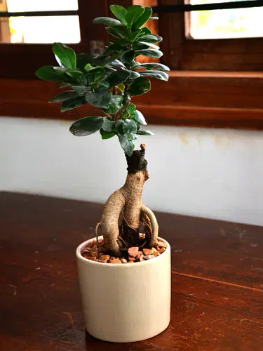 Ficus Ginseng Bonsai image