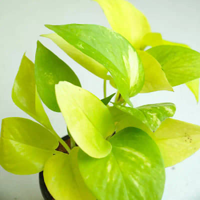 Golden Money Plant With Textured Pot image
