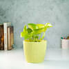 Golden Money Plant With Textured Pot