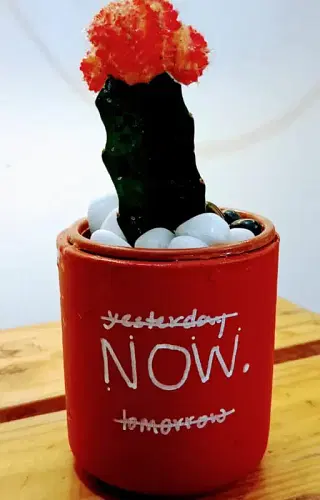 Grafted Cactus In Handwritten Terracotta Pot image