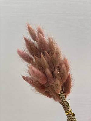 Imported Bunny Tails-Set Of 40 Stems image