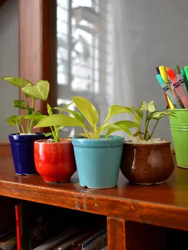 Indoor Plants In Ceramic Pots (Set Of 4) image