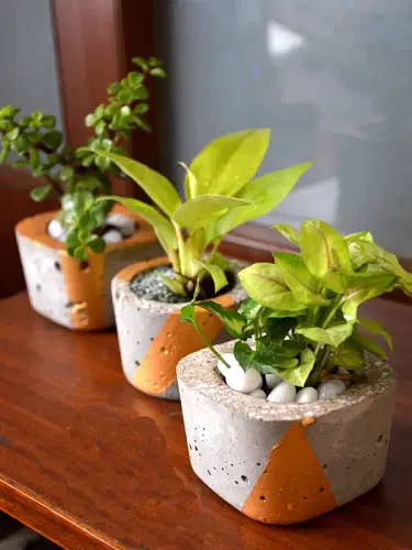 Indoor Plants In Tufa Pots (Set Of 3) image