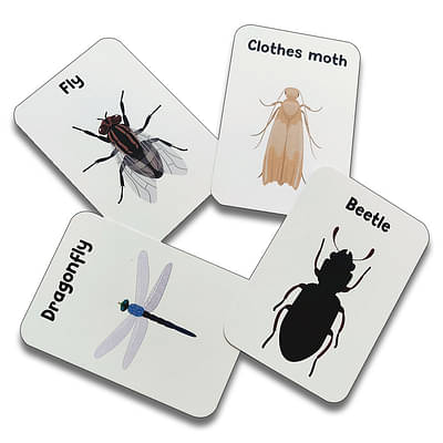Insects & Other Small Animals Flashcards- Pack Of 24 image