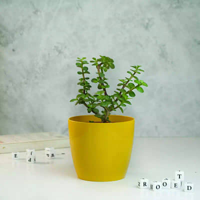 Jade Plant With Glossy Pot image