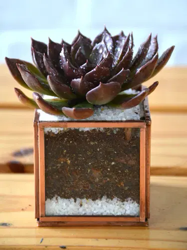 Mini Cube Succulent Terrarium image