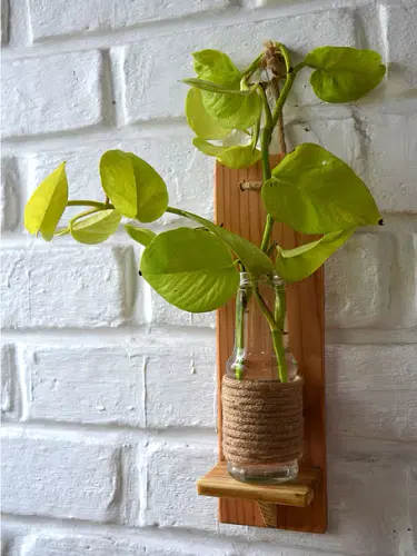 Money Plant In Wooden Wall Planter image