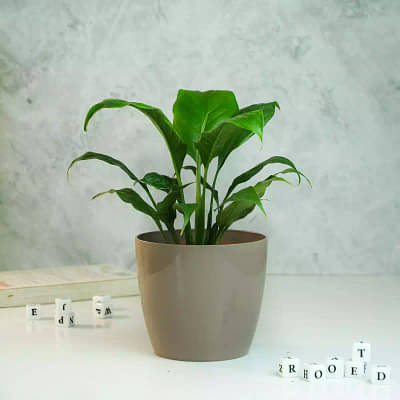Peace Lily Plant With Glossy Pot image