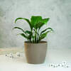 Peace Lily Plant With Glossy Pot
