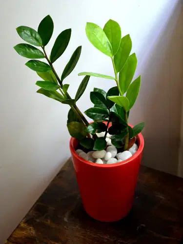 Plant In Ceramic Pot image