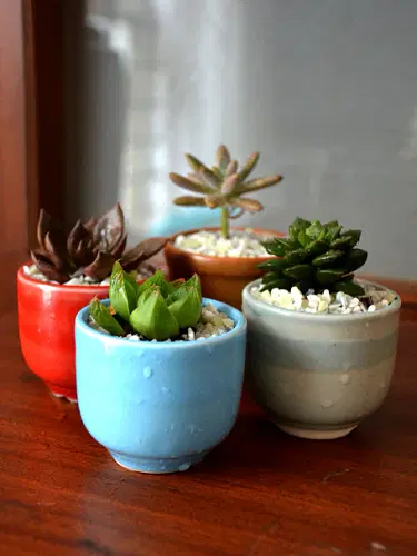 Succulents In Ceramic Pots (Set Of 4) image