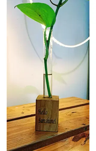 Wooden Block With A Baby Money Plant In Glass Tube image