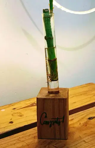 Wooden Block With Lucky Bamboo In Glass Tube image