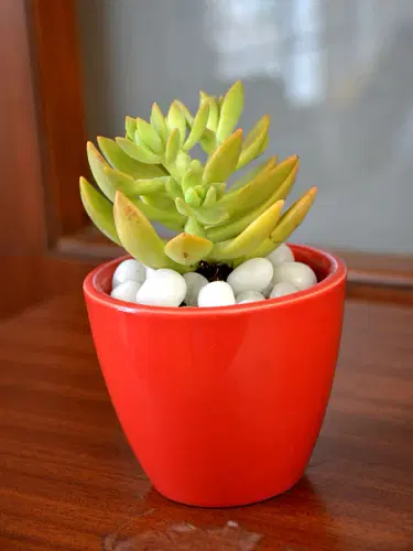 Yellow Sedum Succulent In Ceramic Pot image