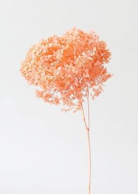 Artecasa Hydrangeas-Peach image
