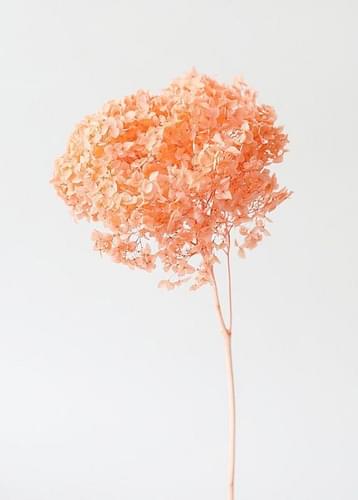 Artecasa Hydrangeas-Peach image
