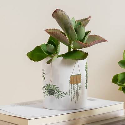 Gathari Hanging Plants Desk Planter For Table, Home & Office, Shelf Small Compact And Portable Planter image