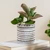 Gathari Desk Planter For Table, Home & Office, Shelf Small Compact And Portable Planter - 06